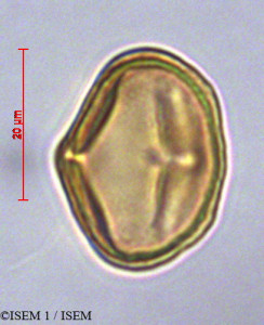 Daucus montanus - lame n° 29033